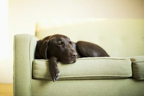 Jak długo można bezpiecznie zostawić psa w spokoju? Wskazówki dotyczące pielęgnacji psów