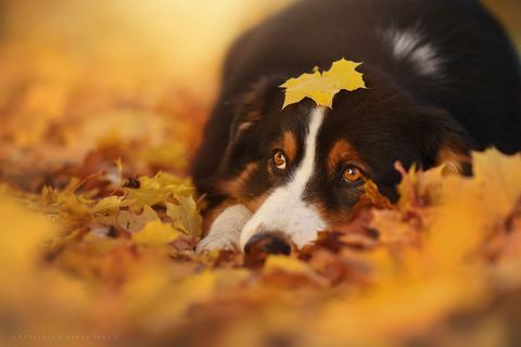 Ten fotograf robi najbardziej niesamowite zdjęcia psów cieszących się jesienią