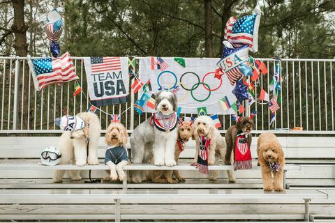 że sesja olimpijska doodle psów drużynowych