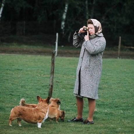 windsor, wielka brytania królowa elżbieta ii fotografuje swoje corgi w parku windsor w 1960 roku w windsor, anglia fot. anwar husseingetty images