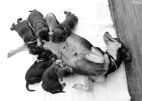 Ciężarny pies, który wstrząsnął sesją zdjęciową macierzyństwa, miał swoje szczenięta