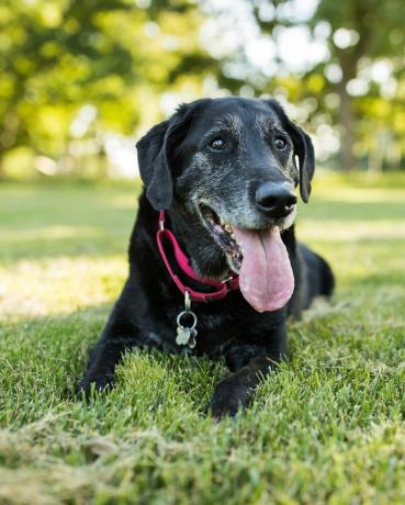 starszy pies labrador retriever leży na trawie w parku na świeżym powietrzu