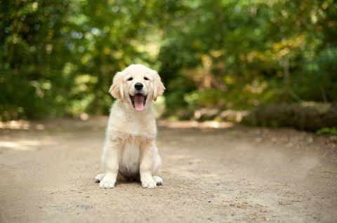 labrador szczeniak siedział na leśnej ścieżce