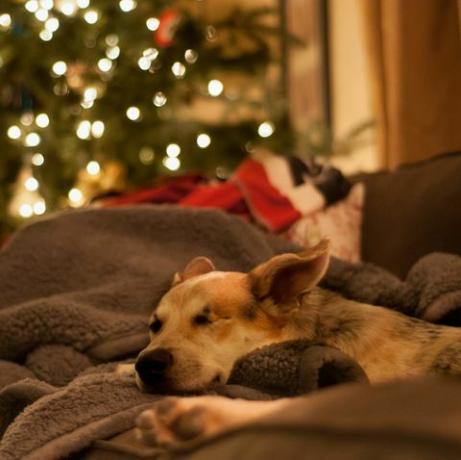 pies relaksujący się na kanapie na Boże Narodzenie