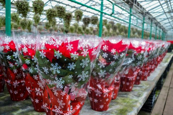 świąteczna wyprzedaż jasnoczerwonych kwiatów poinsecji w świątecznych opakowaniach z płatkami śniegu ogromna liczba kwiatów w doniczkach znajduje się w szklarni świąteczne przygotowania, prezenty, dekoracje