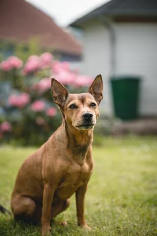 zwergpinscher w ogrodzie