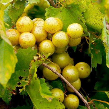 Winogrono Muscadine 'Carlos', pojemnik 1 galon