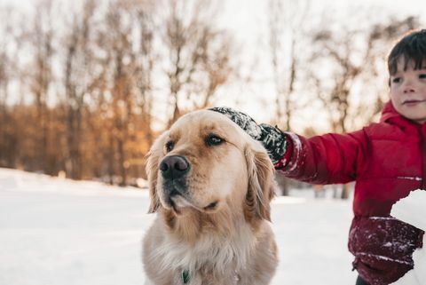 Chłopiec stoi w śniegu gładząc swojego psa golden retriever