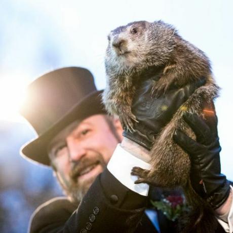 Punxsutawney phil