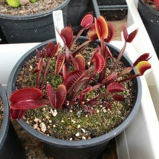 7 WSZYSTKICH ODMIANY CZERWONEJ Venus Flytrap Seeds