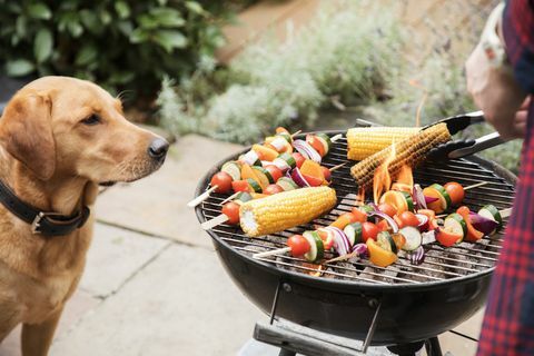 pies labrador wygląda na zainteresowanego jedzeniem na grillu