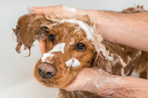 pies cocker spaniel pod prysznicem z szamponem i wodą