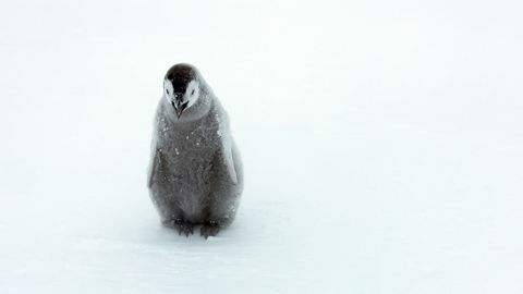 Pisklęta pingwiny dynastii zdjęcie