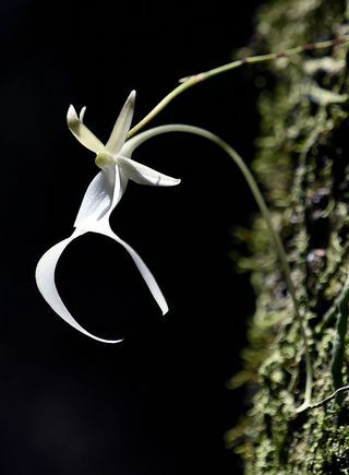 Duchowa orchidea