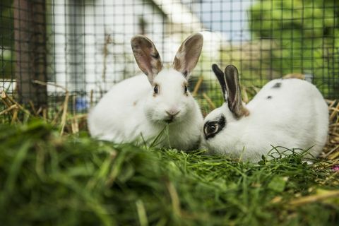 Dwa króliki w klatce na łące