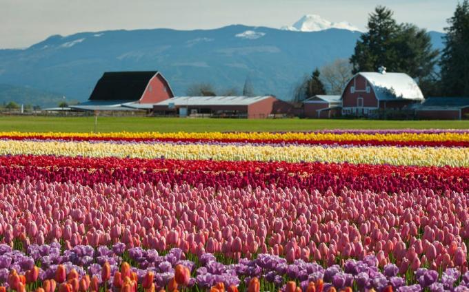 10 najlepszych festiwali tulipanów w USA