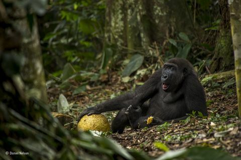 Gorilla - zwycięskie zdjęcie roku dla fotografów roku