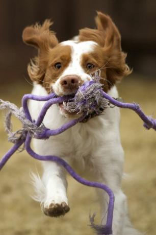 spaniel bretoński