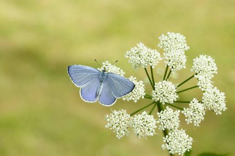 Holly Blue_Iain H Leach, ochrona motyli