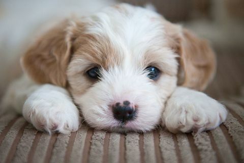 Cavachon Puppy