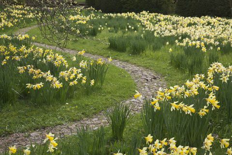 Żonkile kwitnące na terenie Acorn Bank, Cumbria. © National Trust Images Jo Whitworth