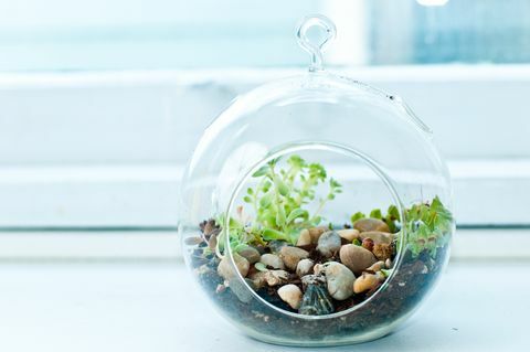 soczyste terrarium