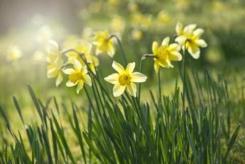 Wiosenne żółte Żonkile - Narcyz kwiaty podświetlane przez mgliste słońce
