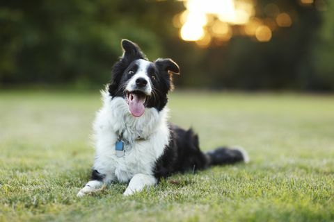 szczęśliwy pies rasy border collie na zewnątrz