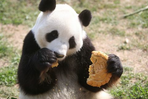 panda je ciastko księżycowe