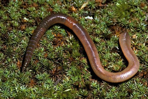 dżdżownica segmentowa dżdżownica lub pierścienic lumbricus terrestris clitellum inne struktury np. szczecinki