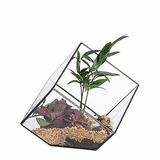 Otwórz pudełko terrarium