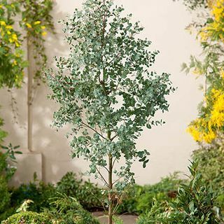 5ft drzewo eukaliptusowe | Garnek 9L | Eukaliptus gunnii