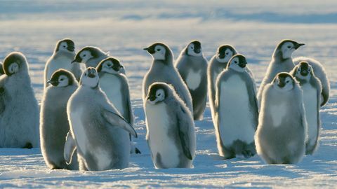 Pisklęta pingwiny dynastii zdjęcie