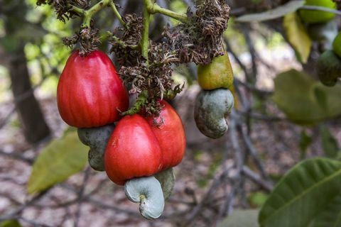 Roślina, Drzewo owocowe, Roślina kwitnienia, Owoc, Drzewo, Syzygium malaccense, Botanika, Jedzenia, Produkcji, 