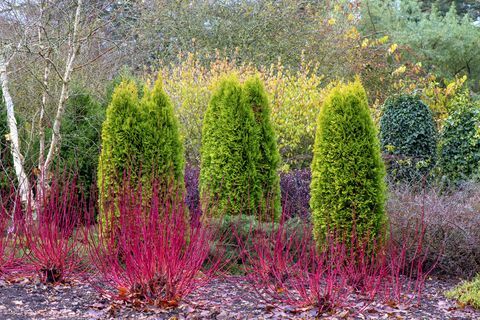 nasadzenia w ogrodzie zimowym wiecznie zielonych drzew thuja occidentalis z dereniem alba 'westonbirt', czerwonymi łodygami derenia