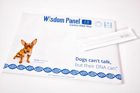 Możesz teraz odkryć pochodzenie swojego psa za pomocą tego nowego domowego zestawu do testowania DNA