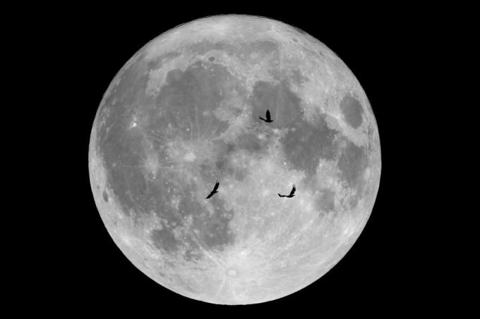 pełnia księżyca w październiku 2019 r. i wrony