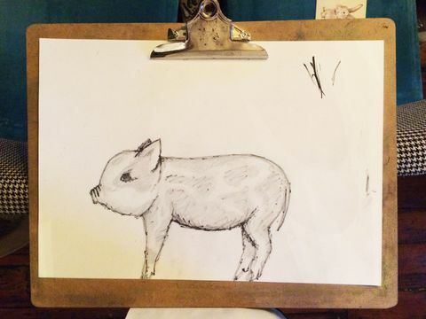klasa rysowania świń