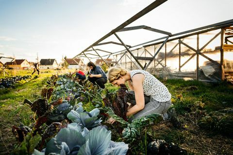 Miejscy rolnicy zbierający rabarbar z małej uprawy ekologicznej