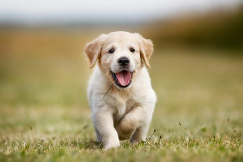 Szczęśliwy golden retriever szczeniak