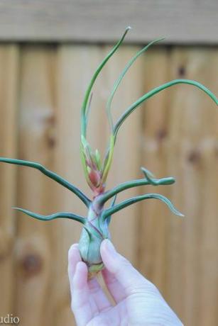 Bulbosa Belize Air Plant