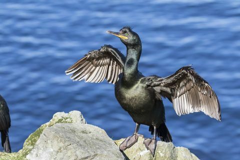 foula wyspa szetland szkocja ptak morski