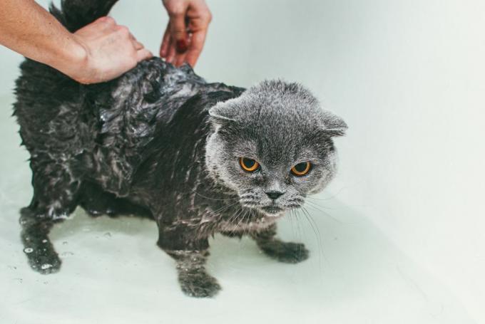 przycięte ręce kobiety myjącej szarego szkockiego kota w wannie, skupiając się na jego ciele i pozostawiając głowę suchą