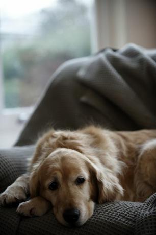 golden retriever pies leżący na kanapie