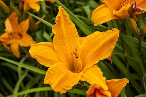 Hemerocallis „Burning Daylight”