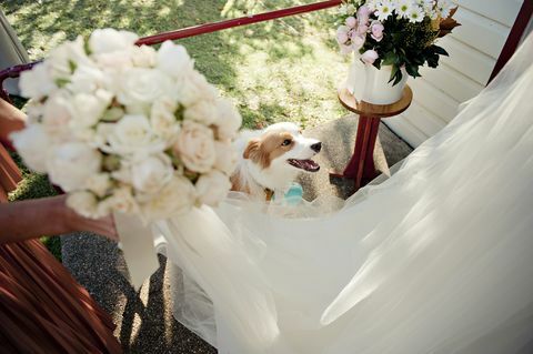 Pies na weselu