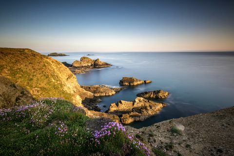 Dzikie kwiaty na klifach ścieżki wybrzeża Pembrokeshire w Nine Wells w pobliżu St Davids, Walia