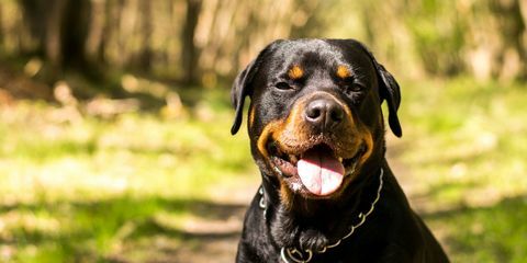 pies rottweiler