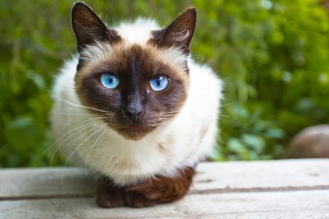 Zobacz Siamese Cat