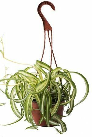 Curly Spider Plant, 8-calowy kosz